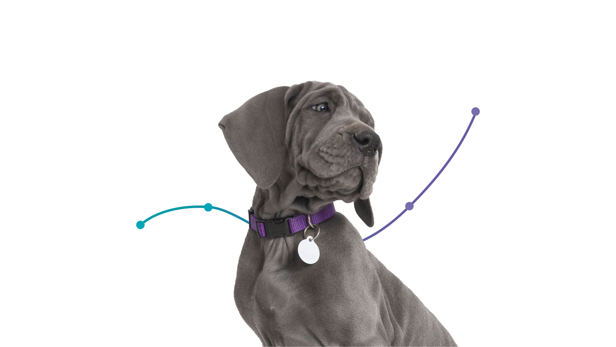 An image of a pet with a chart behind them